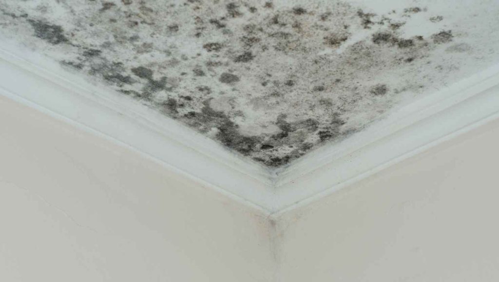 Mold