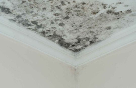 Mold2
