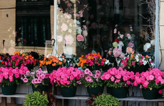 חנות פרחים2